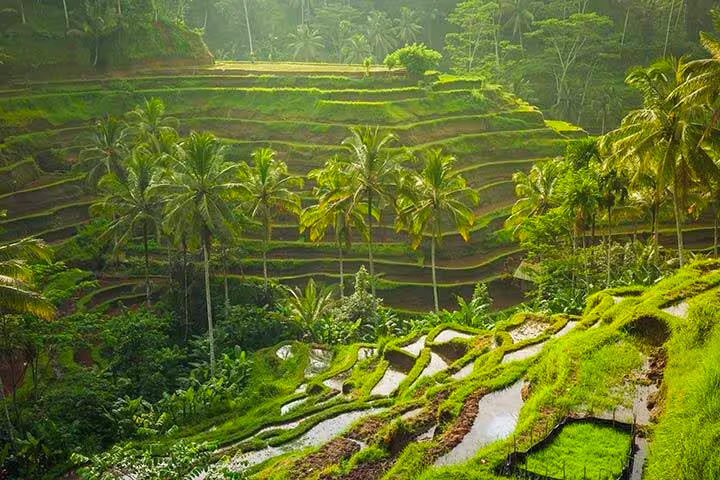 Bali’s 13 Best Rice Fields & Terraces: Full Guide – Virgin