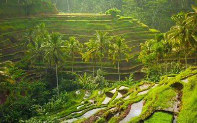 Bali’s 13 Best Rice Fields & Terraces: Full Guide – Virgin